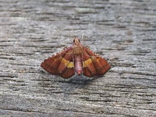 キモントガリメイガ（1.2cm）