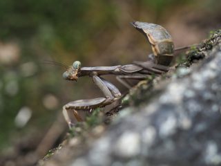 ハラビロカマキリ幼虫