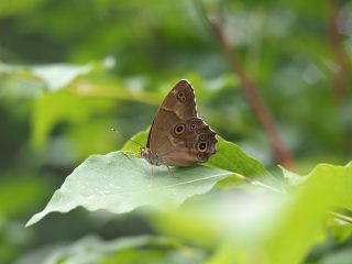 ヒカゲチョウ（2017年8月27日）