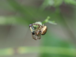 カラカニグモ♀獲物（2020年5月22日）