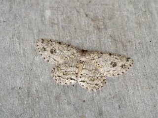 オオトビスジエダシャク