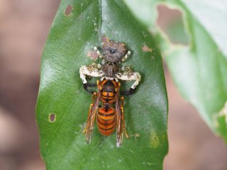 カトウツケオグモ♀狩り（2015年8月14日）