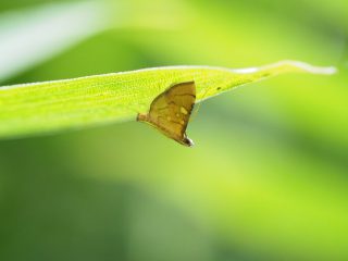 ミツテンノメイガ（1.3cm）