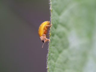 キイロテントウ横側（2014年5月26日）