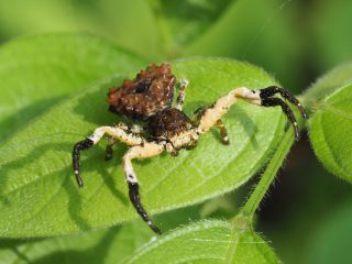 カトウツケオグモ