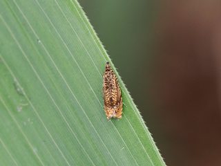 オオナミスジキヒメハマキ