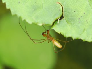 ウロコアシナガグモ♂（裏磐梯）（2022年6月24日）