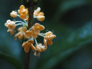 キンモクセイ
