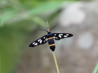 カノコガ♀（2015年6月19日）