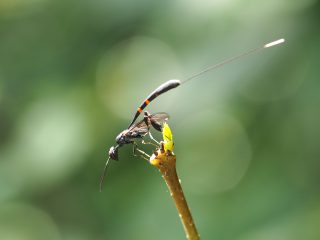 オオコンボウヤセバチ♀（2015年5月24日）