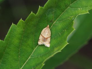 トビモンコハマキ（1.2cm）