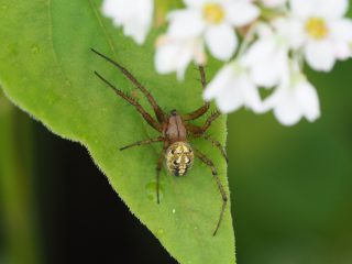 ドヨウオニグモ