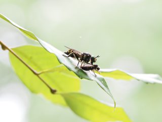 ヒメキンイシアブ狩り（2022年7月9日）