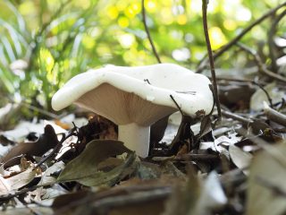 ケシロハツモドキ（2018年9月28日）