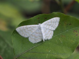 ヤスジマルバヒメシャク（2.5cm）