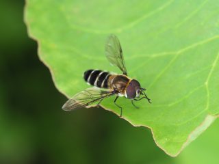 クロヒラタアブ♂