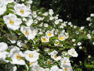 ハクモッコウバラ（一重）（2015年5月6日）