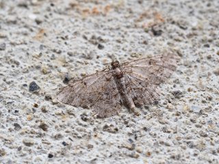 オレクギエダシャク（2.8cm）
