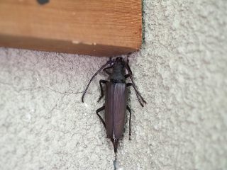 ウスバカミキリ♀（2020年7月22日）