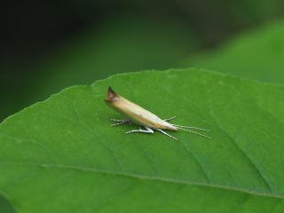 キイロクチブサガ