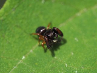 ウデブトハエトリ♀（2014年5月27日）