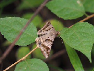 オオウンモンクチバ（4.5cm）