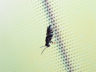 アシブトコバチの仲間（2015年10月19日）