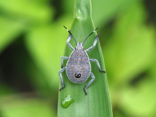キマダラカメムシ幼虫