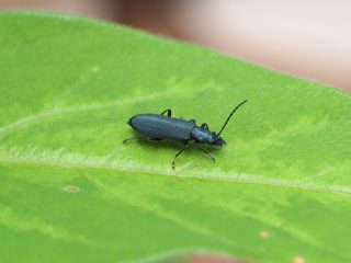 アオグロカミキリモドキ