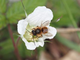 ツツハナバチ♂（2020年4月5日）