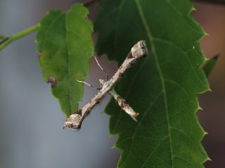 エゾギクトリバ（1.2cm）