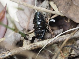コクワガタ♀擬死（2015年6月30日）