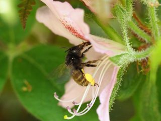 ケブカコシブトハナバチ♀（2017年5月3日）