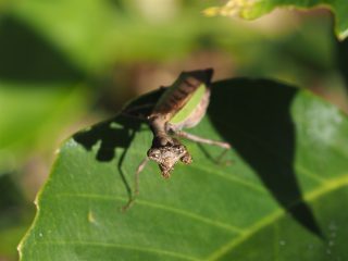 ヒメカマキリ