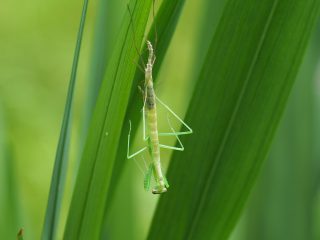 オオカマキリ脱皮