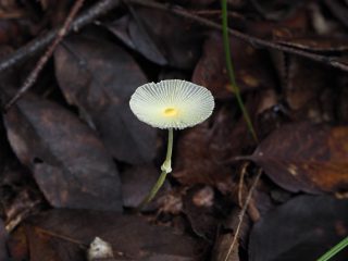 キツネノハナガサ（2016年9月22日）