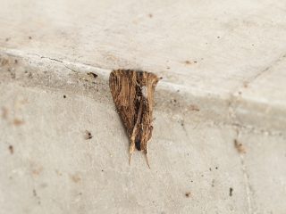 セブトモクメヨトウ（2019年4月18日）
