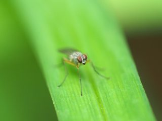 ハナバエの仲間（2016年4月24日）