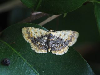 ウチムラサキヒメエダシャク（1.3cm）