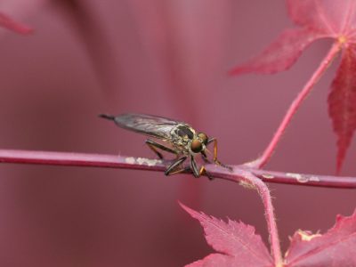 マガリケムシヒキ♀