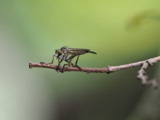 マガリケムシヒキ♀