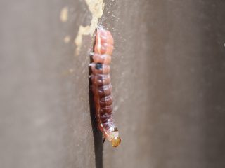ハイマダラノメイガ幼虫？（2015年4月15日）