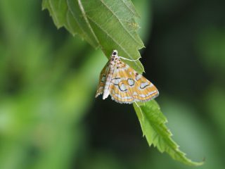 マダラミズメイガ（2.5cm）