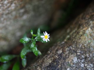 ヨメナ（2014年8月14日）