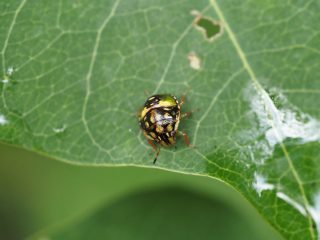 チャバネアオカメムシ5齢幼虫（2021年9月18日）