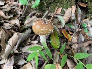 テングタケダマシ幼菌（2018年9月23日 ）
