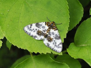 ヒメマダラエダシャク