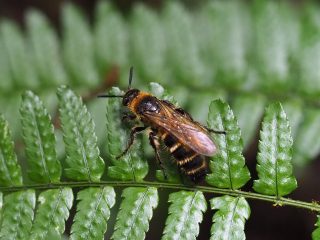 キンケハラナガツチバチ♀