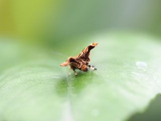 コウゾハマキモドキ（2013年6月16日）