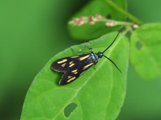 キスジホソマダラ♀（2015年8月27日）